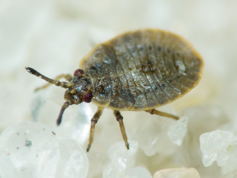 Acalypta marginata (Wolff, 1804)